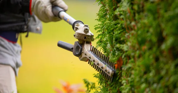 Gardener Services Cutting Hedge Evergreens Gas Electric Trimmer Blade Close — Fotografia de Stock