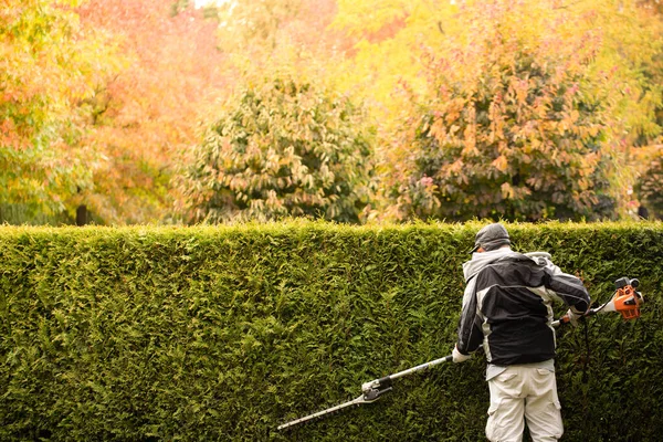 Gardener Services Worker Trims Evergreen Hedge Backyard — Fotografia de Stock
