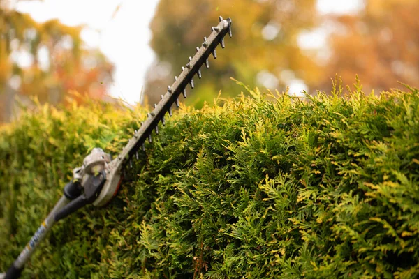 Gardener Services Cutting Hedge Evergreens Gas Electric Trimmer Blade Close — Fotografia de Stock