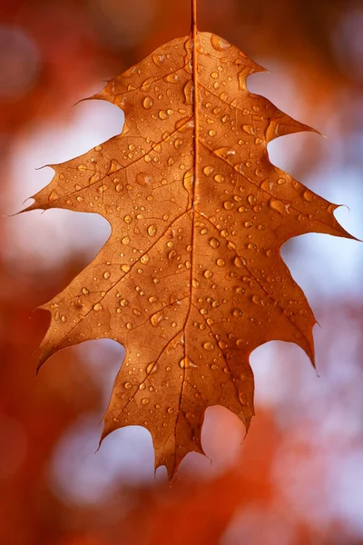 Dew Drops Yellow Oak Leaf Concept Arrival Autumn Seasonal Change — Stock fotografie