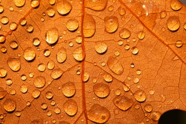 Dew drops on a yellow oak leaf. Concept of arrival of autumn, seasonal change of weather conditions.