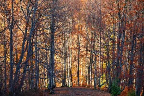 Dawn Autumn Forest Sun Rays Break Morning Fog Picturesque Landscape — Stock Fotó