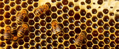 Honey frame with bees, packed honey with nectar spray and pollen. Abstract natural background or texture.