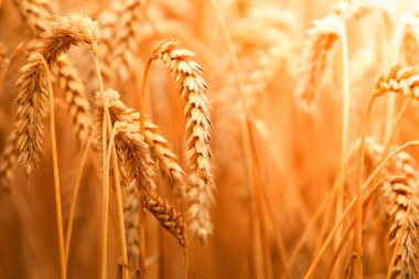Rural landscape. Ears of wheat in a wheat field. Abstract natural background or texture.