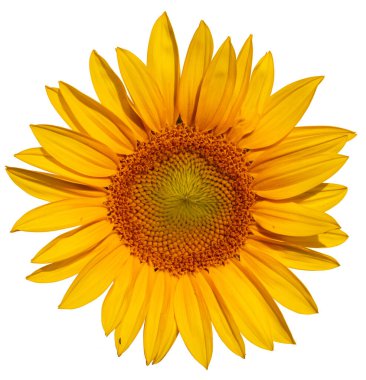 Blooming sunflower flower. Isolated on a white background.