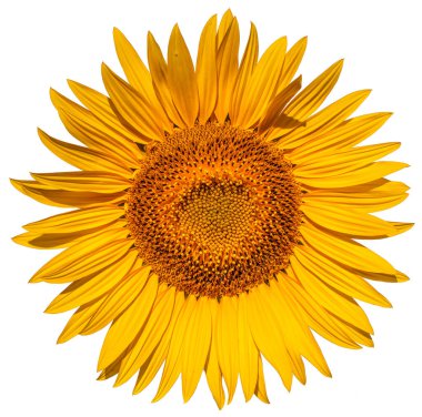 Blooming sunflower flower. Isolated on a white background.