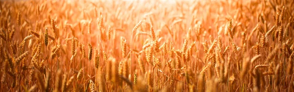 Rural Landscape Ears Wheat Wheat Field Abstract Natural Background Texture — Stock Fotó