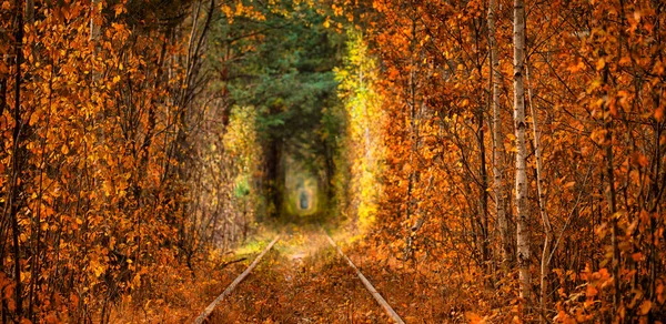 Autumn Tunnel Love Railway Runs Dense Forest Great Place Romantic — Stock fotografie