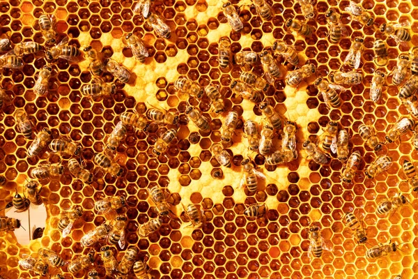 Frame Closed Bee Brood Perga Honey Almost Mature Honey Bee — Stockfoto