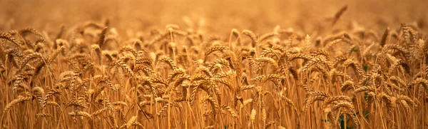 Rural Landscape Ears Wheat Wheat Field Abstract Natural Background Texture — Stock Fotó