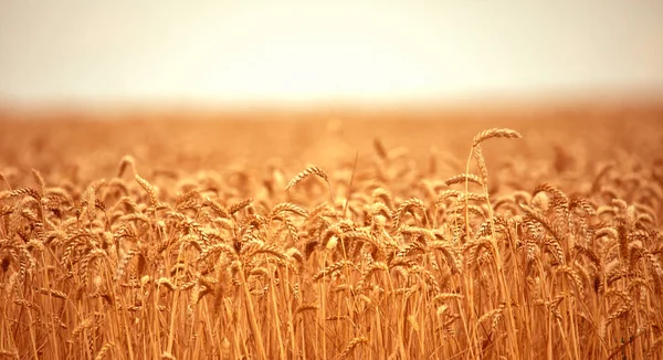 Сельский Пейзаж Уши Пшеницы Пшеничном Поле Абстрактный Естественный Фон Текстура — стоковое фото