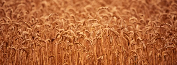 Сельский Пейзаж Уши Пшеницы Пшеничном Поле Абстрактный Естественный Фон Текстура — стоковое фото