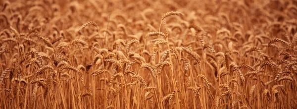 Rural Landscape Ears Wheat Wheat Field Abstract Natural Background Texture — Stockfoto