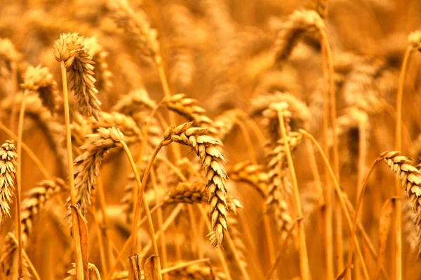 Rural Landscape Ears Wheat Wheat Field Abstract Natural Background Texture — Stock Fotó