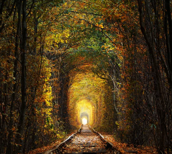 Autumn Tunnel Love Railway Runs Dense Forest Great Place Romantic Imagen De Stock