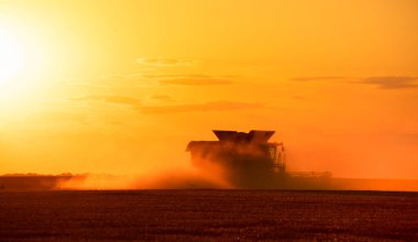 Ukrainian grain harvest. A combine harvester in the field collects wheat or barley. Aerial view of an agricultural field. Wonderful summer rural landscape.