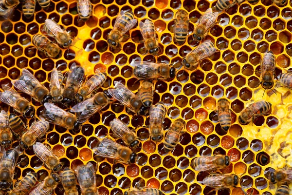 Honey frame with bees, packed honey with nectar spray and pollen. Abstract natural background or texture.