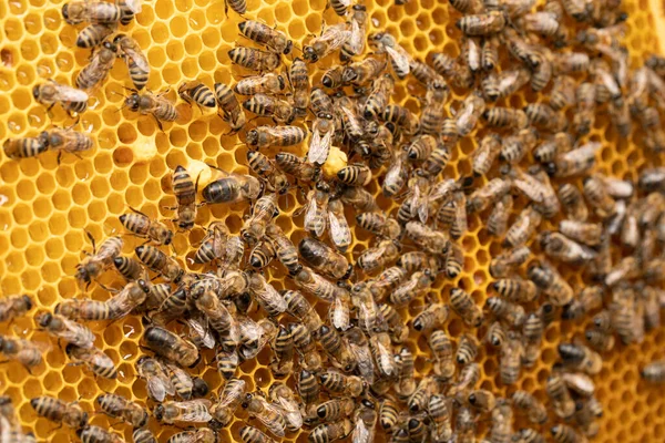 Honey frame with bees, packed honey with nectar spray and pollen. Abstract natural background or texture.