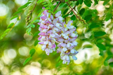 Acacia flower close-up selective focus. white inflorescence on a defocused background.