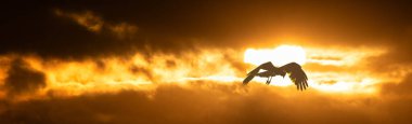 Silhouette of a bird on the background of the sunset. Abstract natural background. The concept of freedom.