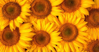 Blooming sunflower flowers. Texture. Abstract natural background. High quality.