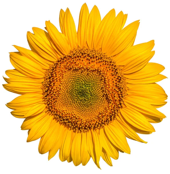 Blooming sunflower flower. Isolated on a white background.
