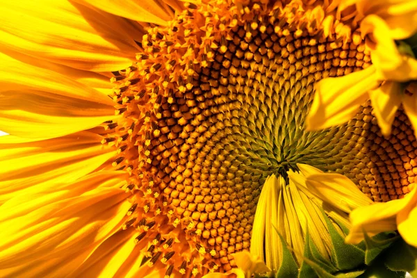 Sunflower flower in the field, close-up, selective focus. Abstract natural background.