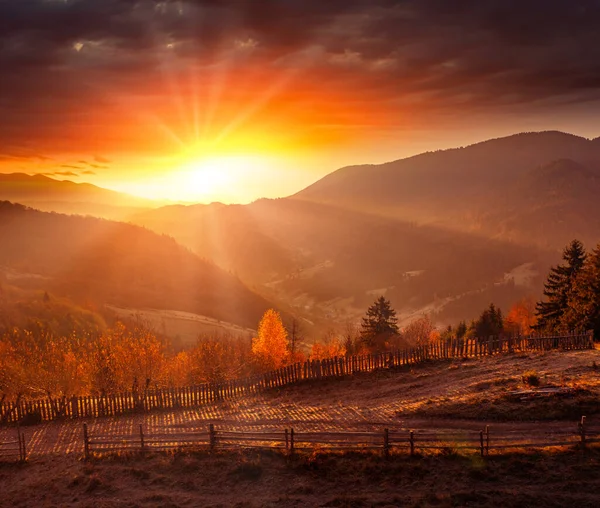 A wonderful autumn landscape. Multicolored conifers and deciduous trees, meadow with dry grass ram fog, in the forest at sunrise. Drone view. Abstract natural background.