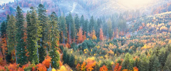 Wonderful Autumn Landscape Multicolored Conifers Deciduous Trees Meadow Dry Grass — Stockfoto