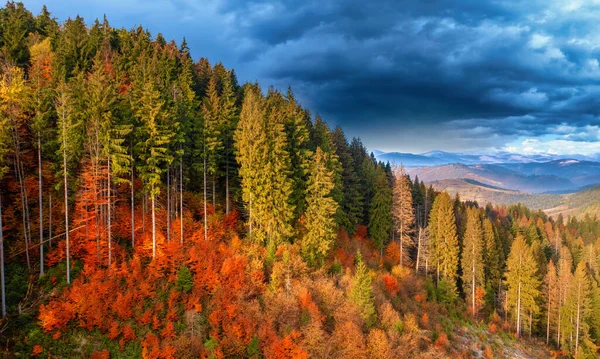 Чудесный Осенний Пейзаж Разноцветные Хвойные Лиственные Деревья Луг Сухим Туманом — стоковое фото