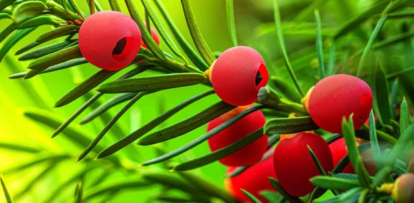 Ripe Red Yew Berries Green Branch Selective Focus Close — Stock fotografie