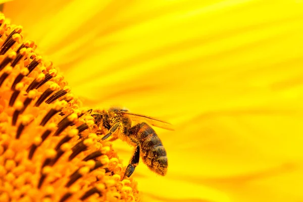 Honey Bee Sunflower Flower Collects Honey Nectar Close Selective Focus — Zdjęcie stockowe