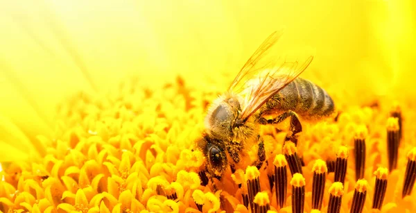 Honey Bee Sunflower Flower Collects Honey Nectar Close Selective Focus — Fotografia de Stock