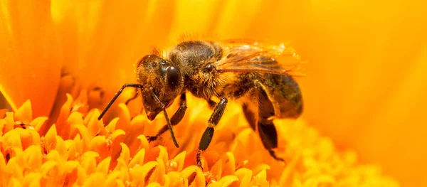 Honey Bee Sunflower Flower Collects Honey Nectar Close Selective Focus — Zdjęcie stockowe