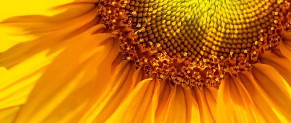Подсолнухи Цветут Поле Прекрасный Летний Природный Фон — стоковое фото