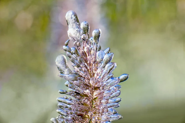 Frost on a plant on a cold winter morning. Close-up, selective focus.