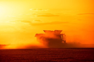 Ukrainian grain harvest. A combine harvester in the field collects wheat or barley. Aerial view of an agricultural field. Wonderful summer rural landscape.
