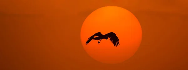Silhouette of a bird on the background of the sunset. Abstract natural background. The concept of freedom.