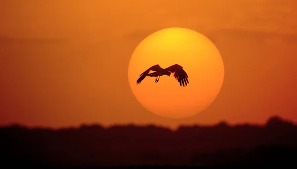 Silhouette of a bird on the background of the sunset. Abstract natural background. The concept of freedom.