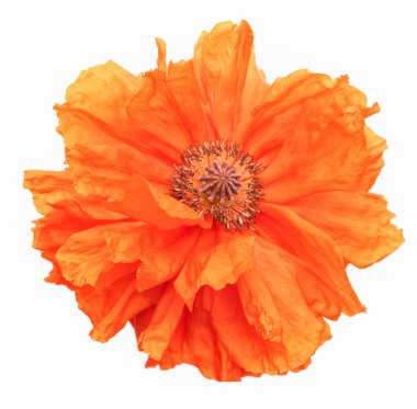 Red bright poppy flower isolated on white background. Texture.