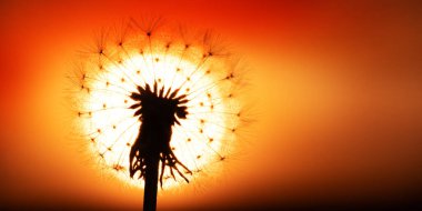 Dandelion on the background of the sun. Sunset, high contrast.