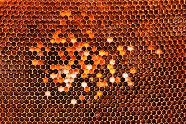 Honeycomb with pollen, high quality golden texture. Abstract natural background. protein food for bees that stimulates the work of the queen.