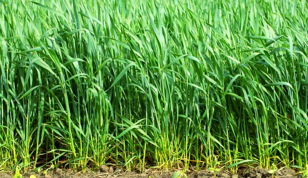 Young green crops of wheat on an agricultural field in the countryside. close-up selective focus.