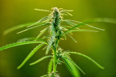 Ripe medical cannabis. Close-up, selective focus. Abstract natural background.