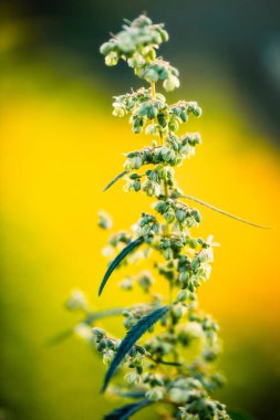 Ripe medical cannabis. Close-up, selective focus. Abstract natural background.