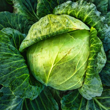 A head of fresh green cabbage on a bed Selective focus, close-up.