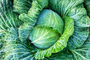 A head of fresh green cabbage on a bed Selective focus, close-up.