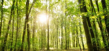 Green deciduous forest with dirt road, texture. Abstract natural background.