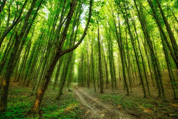 Green deciduous forest with dirt road, texture. Abstract natural background.