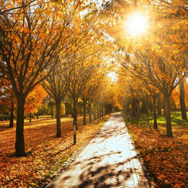 A warm autumn day in the park. Yellow-orange alley with red leaves at sunset. A wonderful natural background.